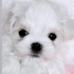 YOSHI-male-Maltese-puppy-for-sale-4