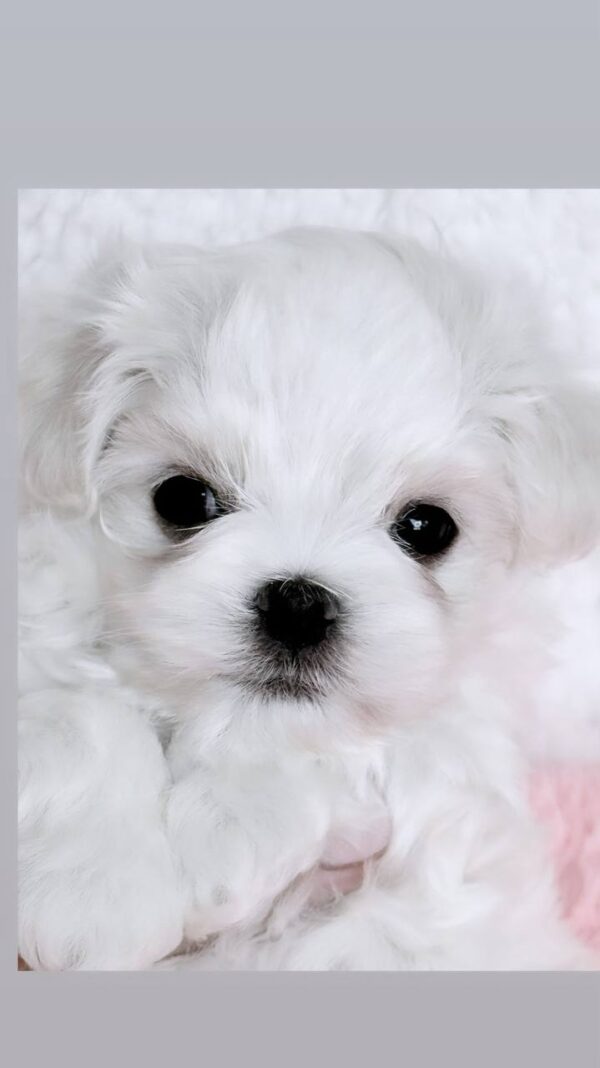 Yoshi Maltese