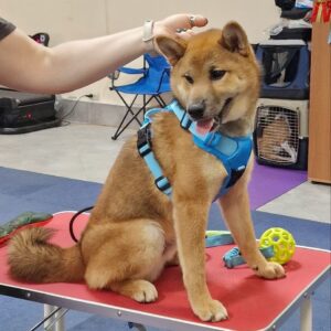 Yasujy Shiba Inu