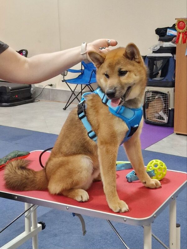 Yasujy Shiba Inu