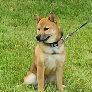 Yasujy Shiba Inu