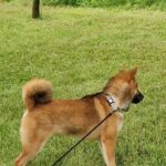Yasujy-male-Shiba-Inu-puppy-for-sale-3