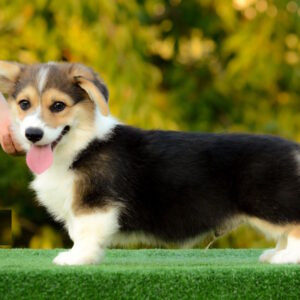 Yugo Welsh Corgi