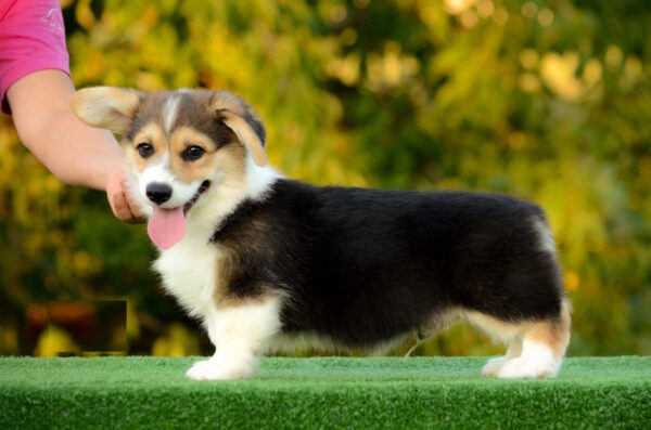 Yugo Welsh Corgi