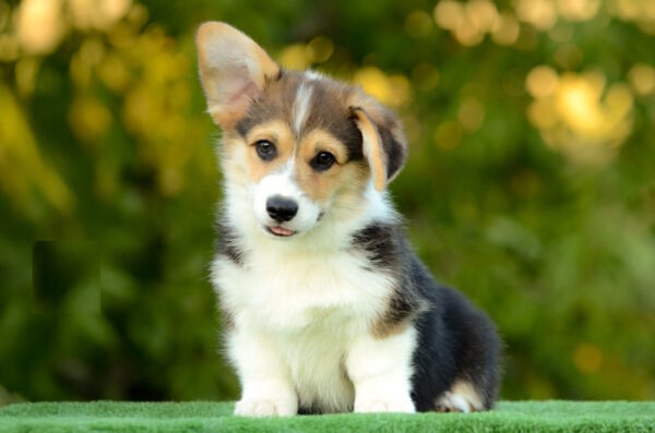 Yugo Welsh Corgi