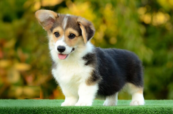 Yugo Welsh Corgi