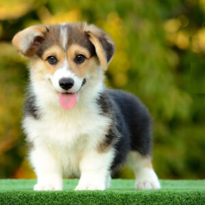 Yugo Welsh Corgi