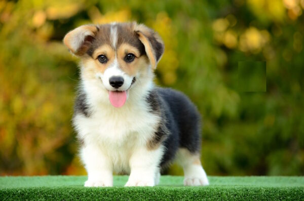 Yugo Welsh Corgi