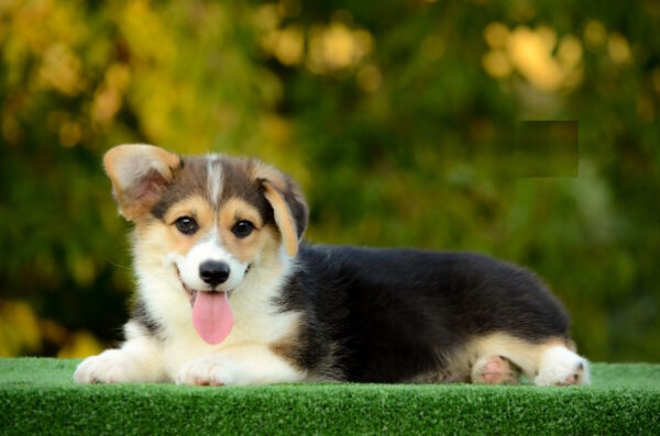Yugo Welsh Corgi