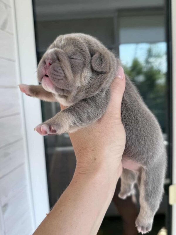 Zara French Bulldog