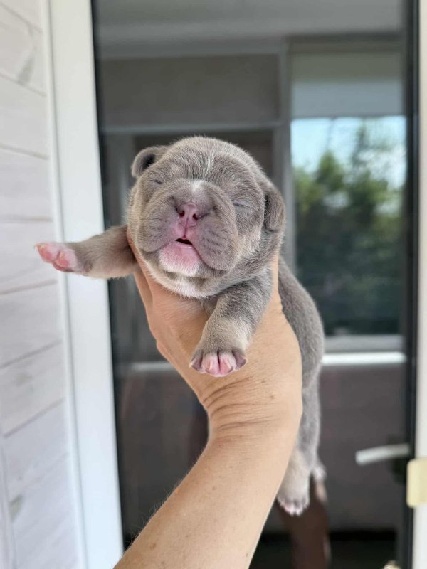 Zara French Bulldog