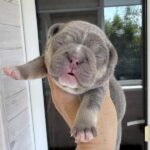 Tessa French Bulldog