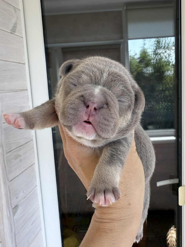 Zara French Bulldog