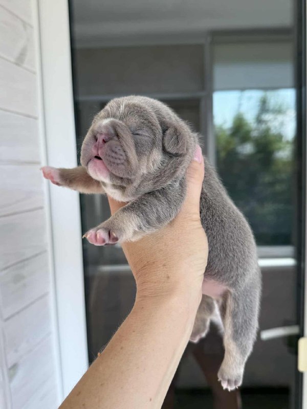 Zara French Bulldog
