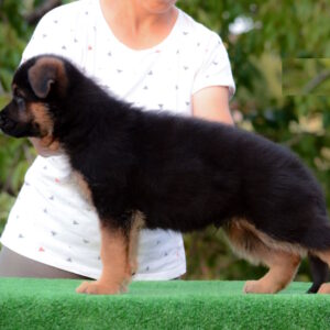 Zastor German Shepherd