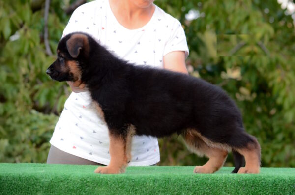 Zastor German Shepherd