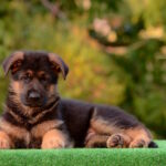 Olivia German Shepherd