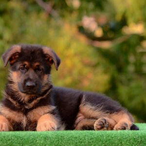 Zastor German Shepherd