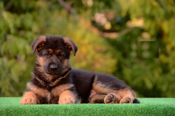 Zastor German Shepherd