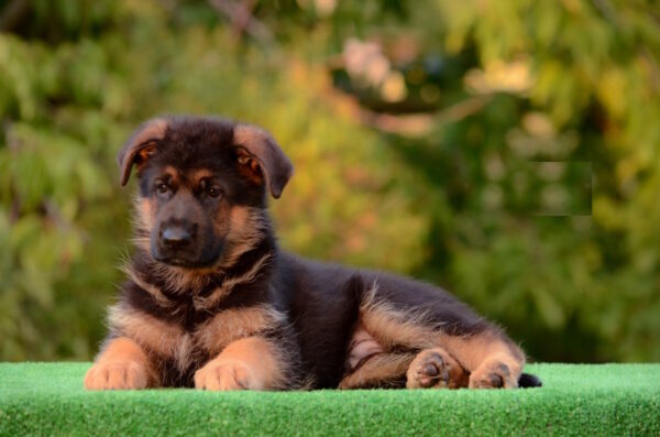 Zastor German Shepherd