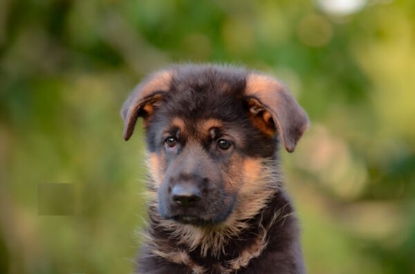 Zastor German Shepherd