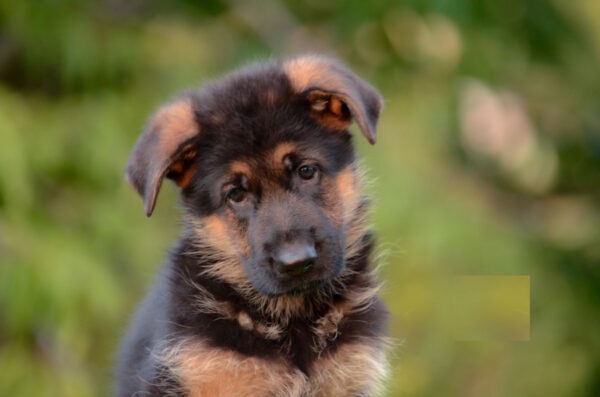 Zastor German Shepherd