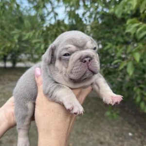 Zick French Bulldog