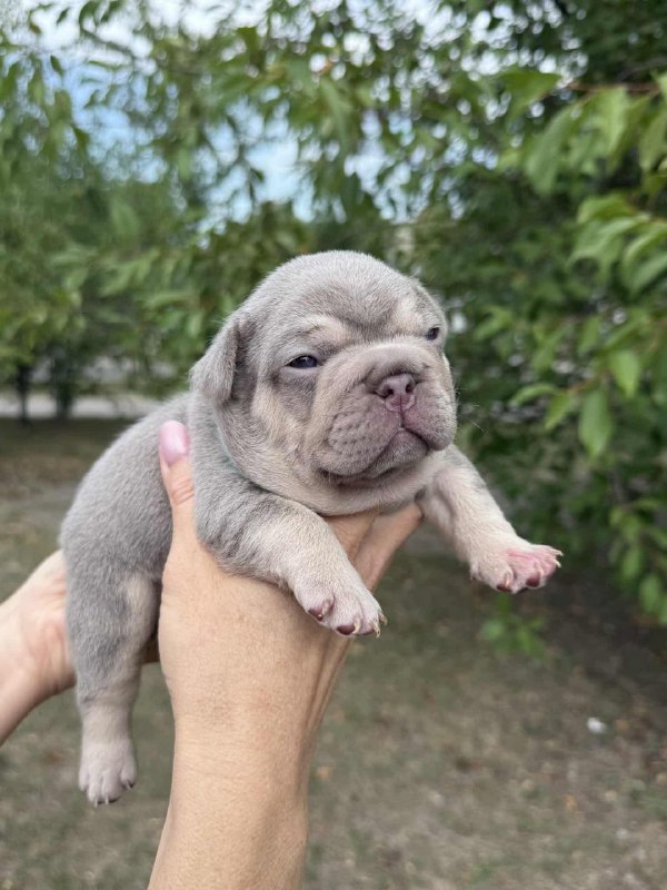 Zick French Bulldog