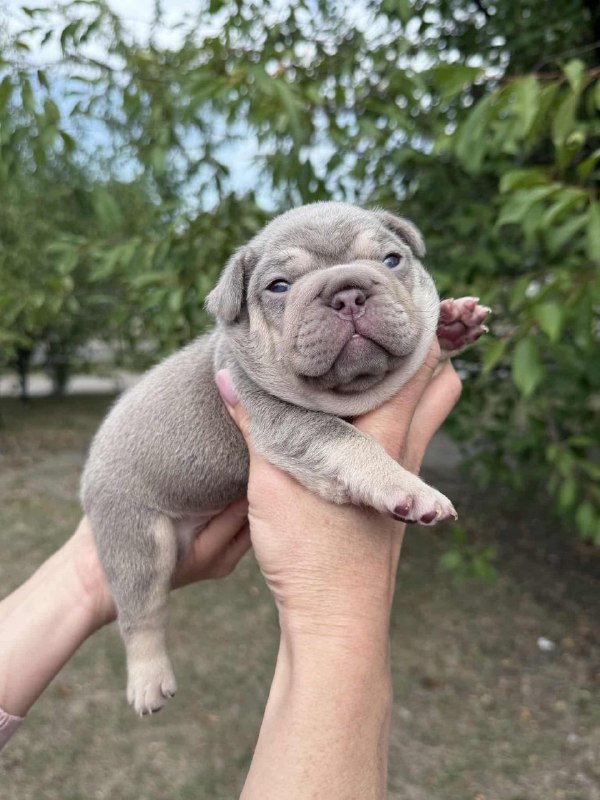 Zick French Bulldog