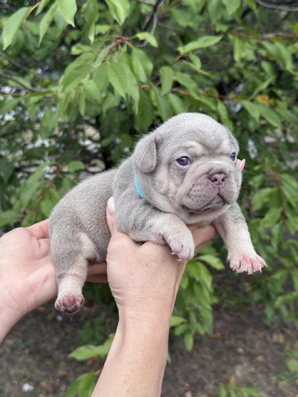 Zick French Bulldog