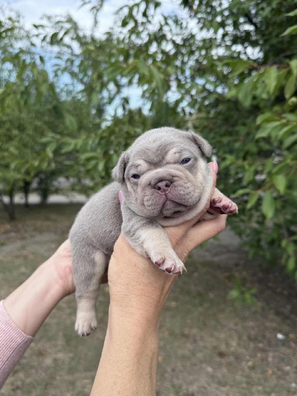 Zick French Bulldog