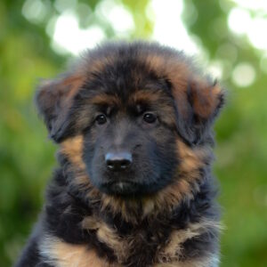 Zolly German Shepherd