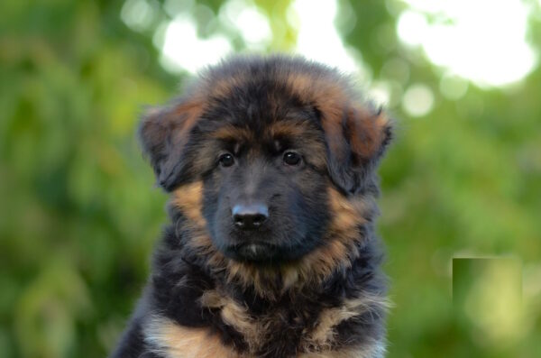Zolly German Shepherd