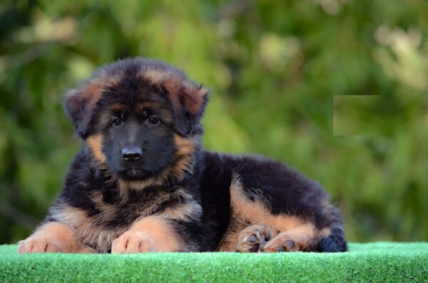 Zolly German Shepherd
