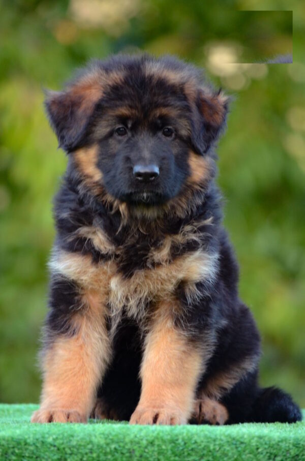 Zolly German Shepherd