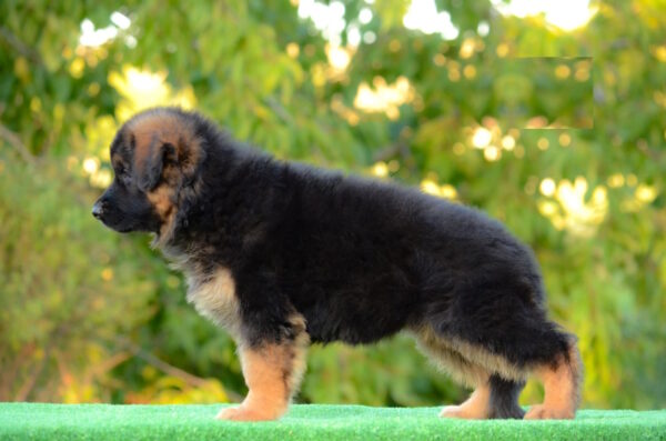 Zolly German Shepherd