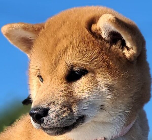Акіnа Shiba Inu