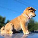 Акіnа-female-Shiba-puppy-for-sale-2