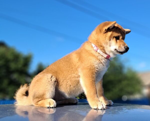 Акіnа Shiba Inu