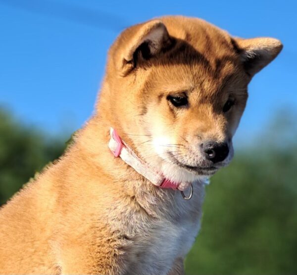 Акіnа Shiba Inu