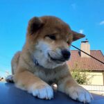 Аіко-male-Shiba-puppy-for-sale-1