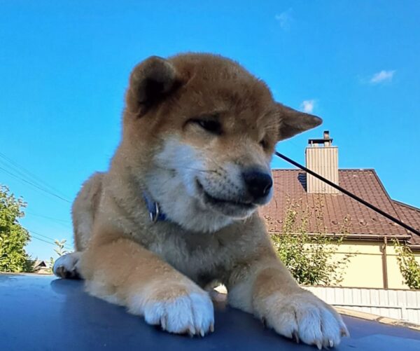 Аіко Shiba Inu
