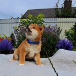 Аіко-male-Shiba-puppy-for-sale-3