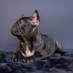 Мерсе-female-french-bulldog-puppy-for-sale-1 (1)
