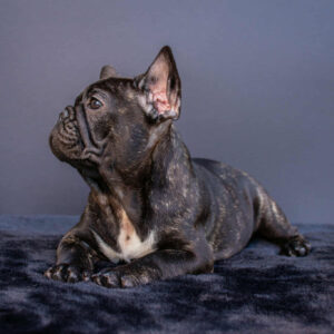 Мерсе French Bulldog