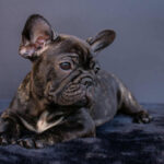 Мерсе-female-french-bulldog-puppy-for-sale-1 (2)