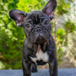 Мерсе-female-french-bulldog-puppy-for-sale-1 (3)
