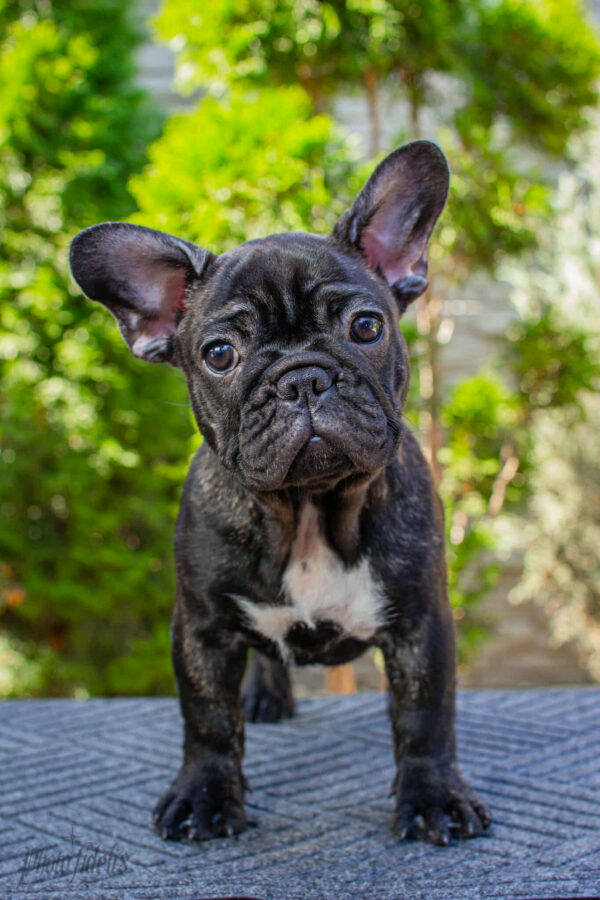 Мерсе French Bulldog