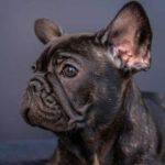 Мерсе-female-french-bulldog-puppy-for-sale-1 (4)