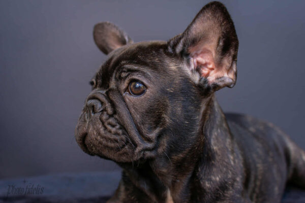 Мерсе French Bulldog